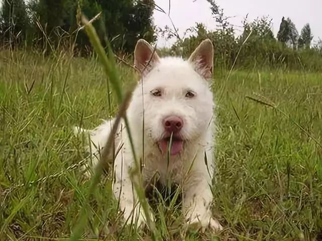 2023澳门管家婆资料大全免费_最新青川猎犬出售价,实地数据评估分析_冒险版5.51.88