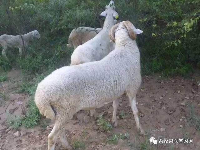 橘虞初梦 第99页