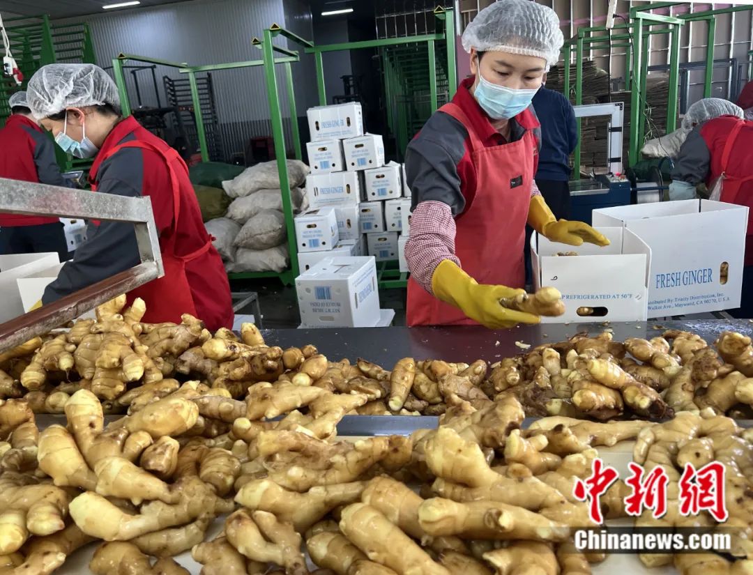 揭秘历史与最新行情，安丘生姜价格11月16日深度解析