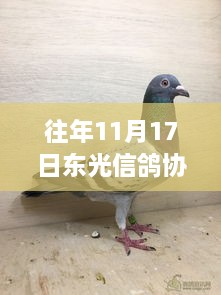 东光信鸽协会公告，与自然共舞，开启未知宁静之旅的探索之旅