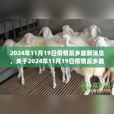 关于疫情反乡最新消息的全面评测与介绍（截至2024年11月19日）