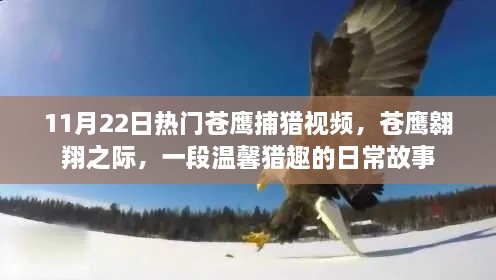 苍鹰翱翔中的猎趣日常，温馨猎捕视频记录下的故事，11月22日热门呈现